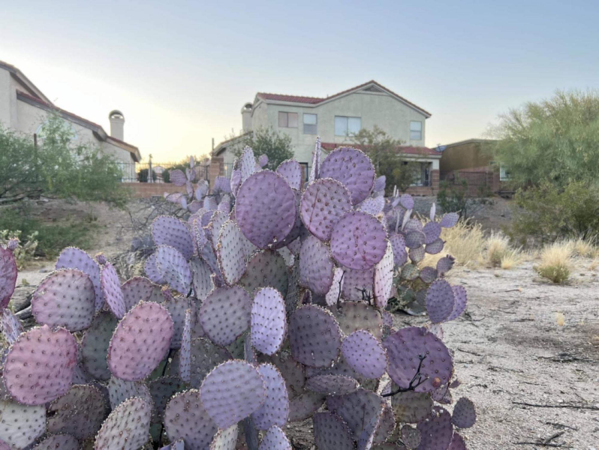 Private Home - Billiards, Mountain Views, Private Desert Access, Hoa Pool & Spa, Bbq, At Lambert Park - Bourbondale Tucson Eksteriør bilde