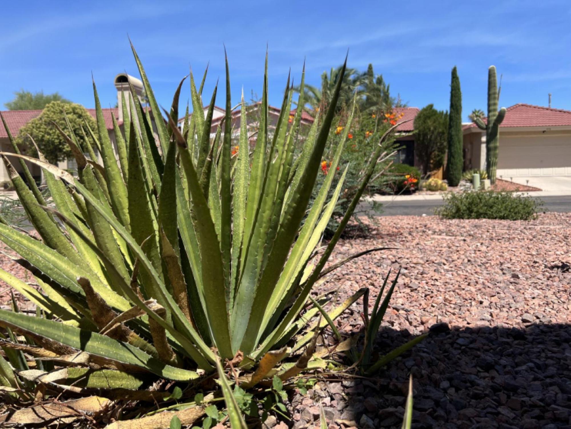 Private Home - Billiards, Mountain Views, Private Desert Access, Hoa Pool & Spa, Bbq, At Lambert Park - Bourbondale Tucson Eksteriør bilde