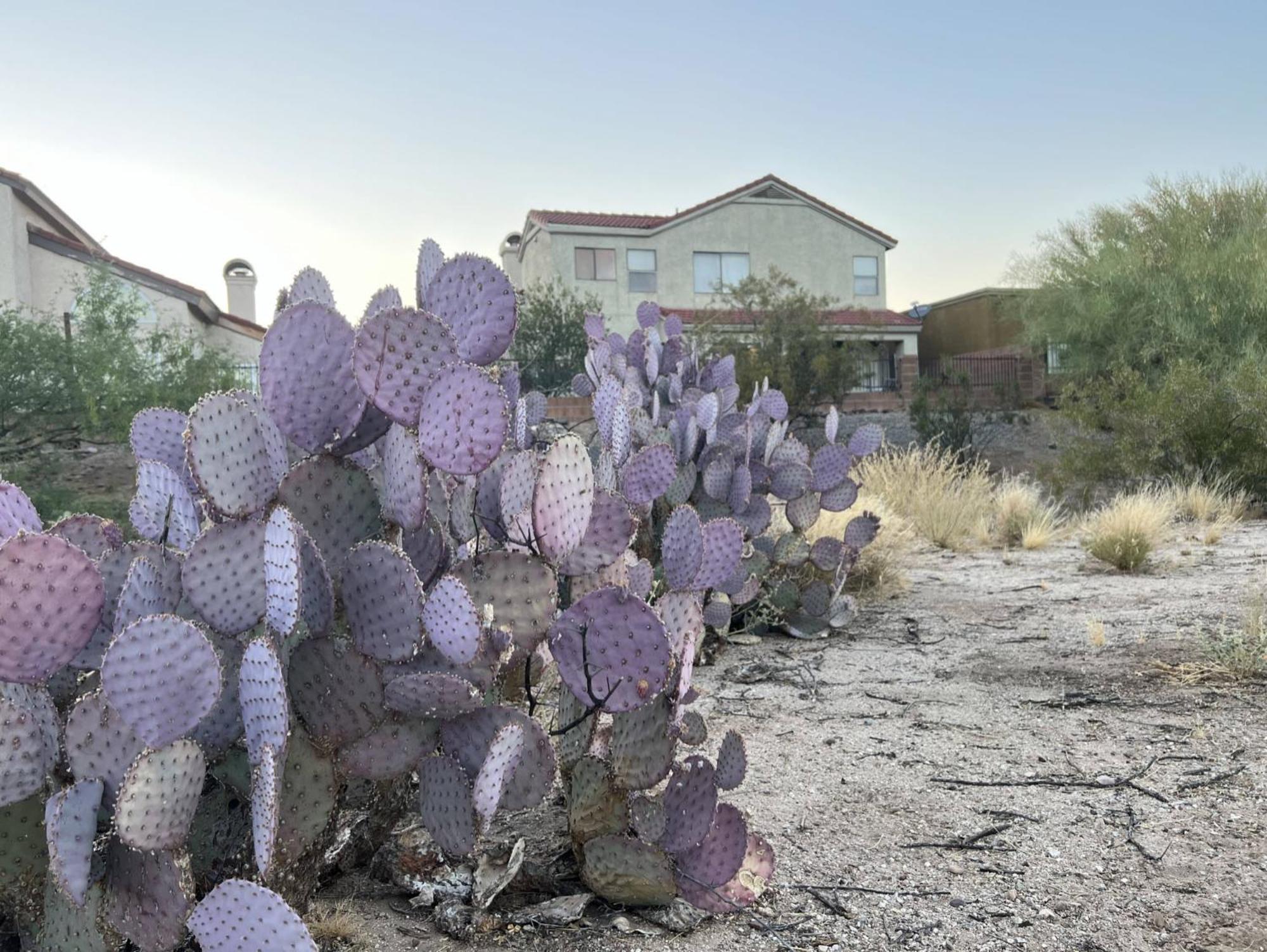 Private Home - Billiards, Mountain Views, Private Desert Access, Hoa Pool & Spa, Bbq, At Lambert Park - Bourbondale Tucson Eksteriør bilde